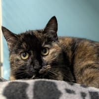 NYX, chatte à adopter
