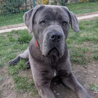 BRUNO, chien à adopter