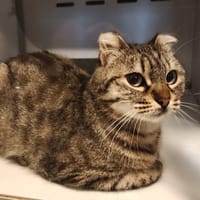 Alix, chatte à adopter