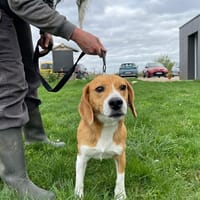 Karma, chienne à adopter