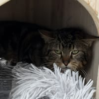 Sly CAB5233, chat à adopter