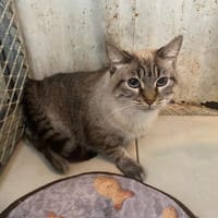 NALA, chatte à adopter