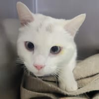 SOURIS, chat à adopter