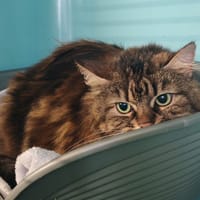 SWEETY, chatte à adopter