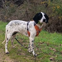 Praline, chienne à adopter