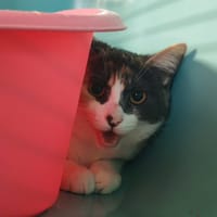 HEDONE, chatte à adopter