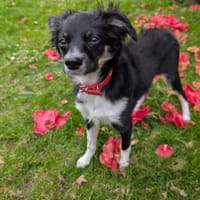 ALBERT, chien à adopter