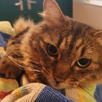 CEREALES, chatte à adopter