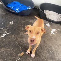 COOKIE, chien à adopter