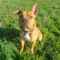 ALF, chien à adopter