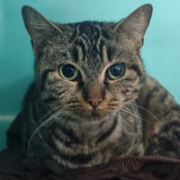CHATBADA, chatte à adopter