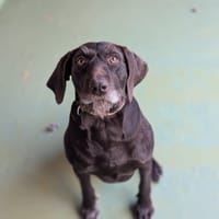 PIXEL, chienne à adopter