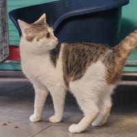 GOUTTE, chatte à adopter