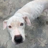 ATHENA, chienne à adopter