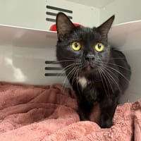 TIGRESSE, chatte à adopter