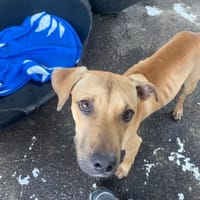 ZYON, chien à adopter