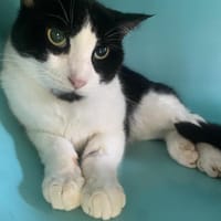 CHUCK, chat à adopter