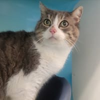 Fredo, chat à adopter