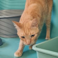 OUPS, chat à adopter