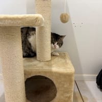 TIGROU, chat à adopter