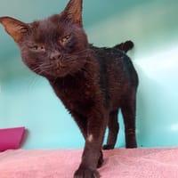 SIA PAB28603, chatte à adopter