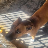 Djulia, chienne à adopter