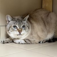 Praline CAB5285, chatte à adopter