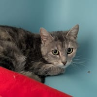 AUBE, chatte à adopter
