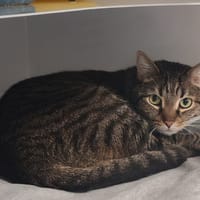 MOKO, chat à adopter