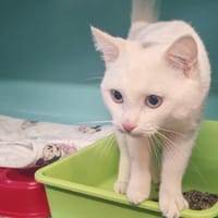 TAROT, chat à adopter