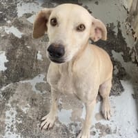 SHAMELESS, chienne à adopter