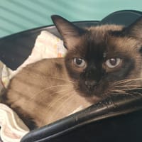 JADIS, chatte à adopter