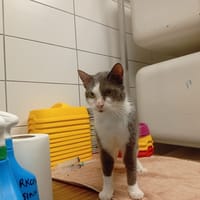 QUEBEC, chat à adopter