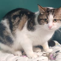 RIVIERE, chat à adopter