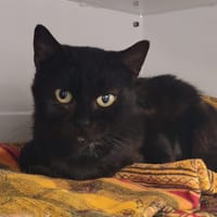 PINKVELLIR, chatte à adopter