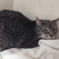 Sushi PAB28585, chat à adopter