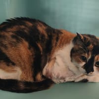 JUDE, chatte à adopter