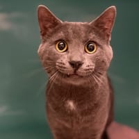 Bleuy CAB5300, chat à adopter