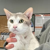 TIGROU, chat à adopter