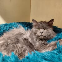 chiffounette pab28447, chatte à adopter