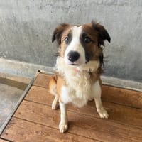EREN, chien à adopter