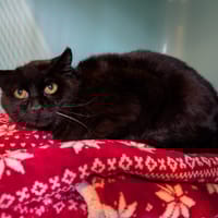 CAPUCINE, chatte à adopter