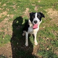 LIVAI, chien à adopter