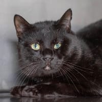 Pukukai, chat à adopter