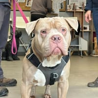 TYSON, chien à adopter