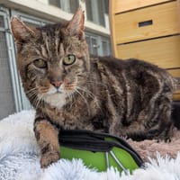 ROMEO, chat à adopter