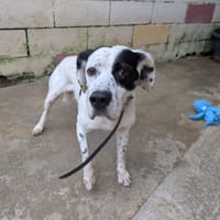 pilou, chien à adopter