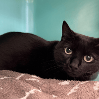 JEANNETTE, chatte à adopter