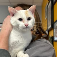 NOLO, chat à adopter