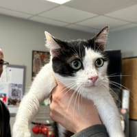 CHLEO, chatte à adopter